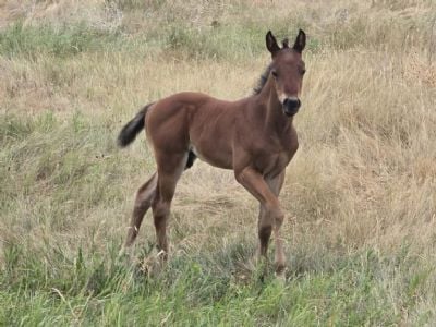 Special Bartender JW <BR>AQHA PENDING